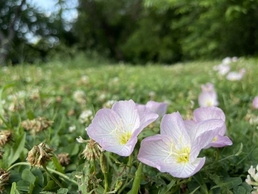 Prairie Creek Park