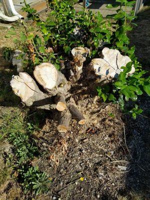 Reliable Stump Grinding