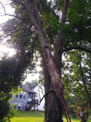 Limb on ash tree that had been cabled.