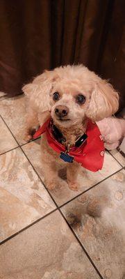 Hey ladies... who looks adorable?     ME! Thanks to Hector's Grooming ‍