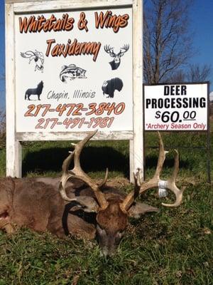 Whitetails & Wings Taxidermy