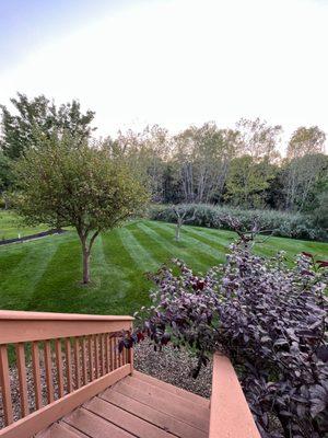 Beautiful lawn stripes after a completed service.