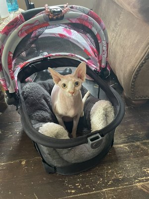 Rozy got a new car seat. !!!