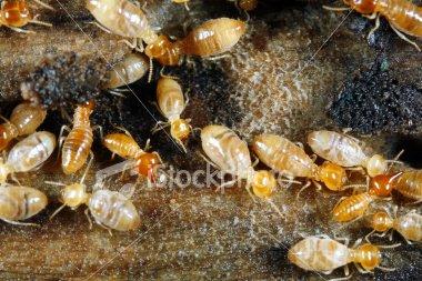 Termites