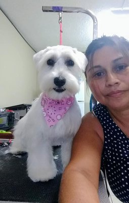 karina and a maltese haircut service