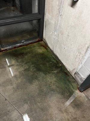 Mold from the standing water in the parking deck which get tracked on the elevator daily...