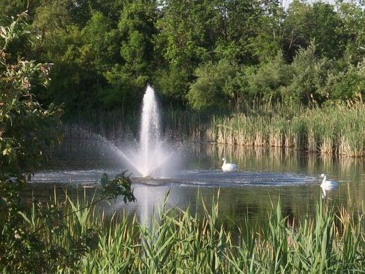 Front Pond