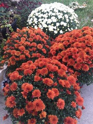 A wonder selection of Fall chrysanthemums And Karen was a great help with care tips...