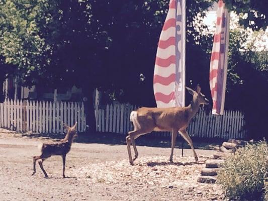 Mamma & Baby Deer