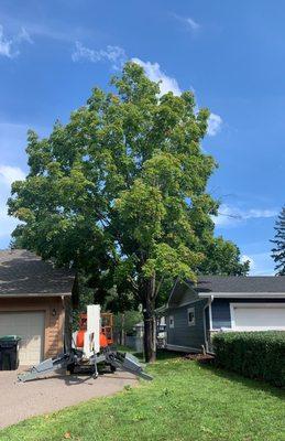 tree removal- before