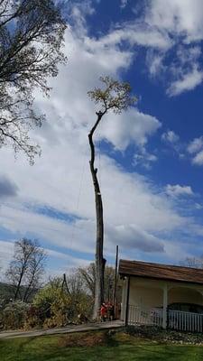 Tree Service