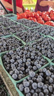 Blueberries by the boatload.