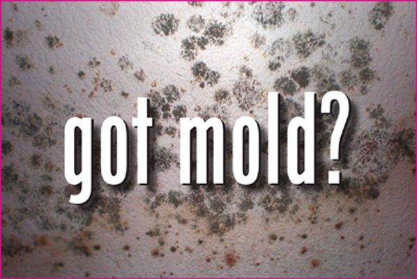 DONT LET MOLD RUIN YOUR FAMILIES HEALTH