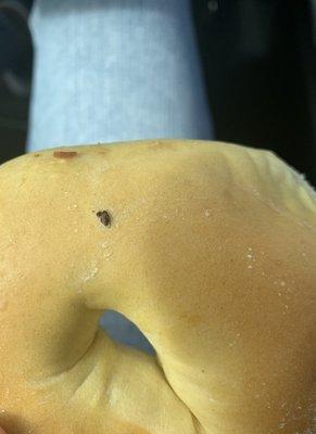 Fly on egg bagel