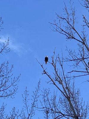 One of three bald eagles we saw perched in the trees above the pool.