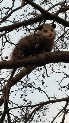 Pinky the Possum loves PIC ELECTRIC! Picture by Tom DelFratte