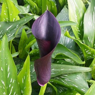 Calla Lily