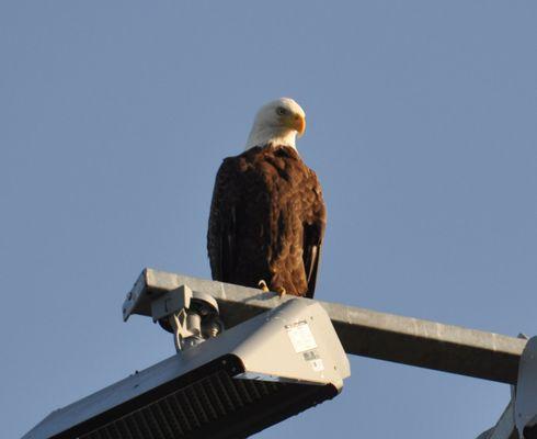 At the park on occasions looking for prey