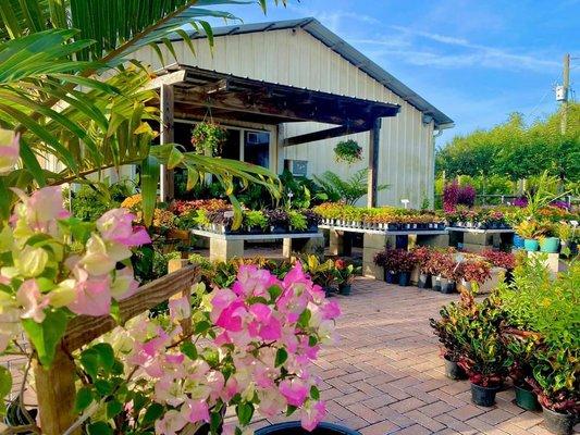 Bougainvillea