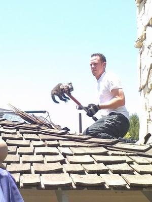 Removing a family of raccoons from a chimney