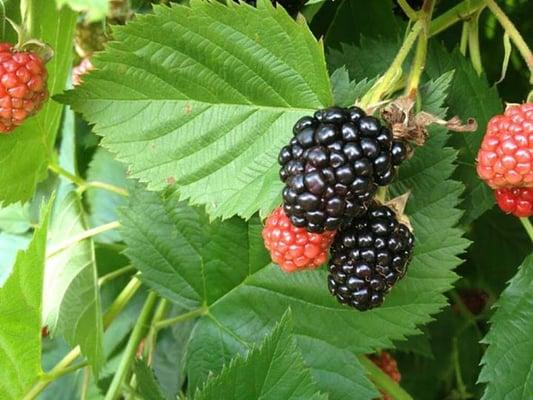 2014 Blackberries