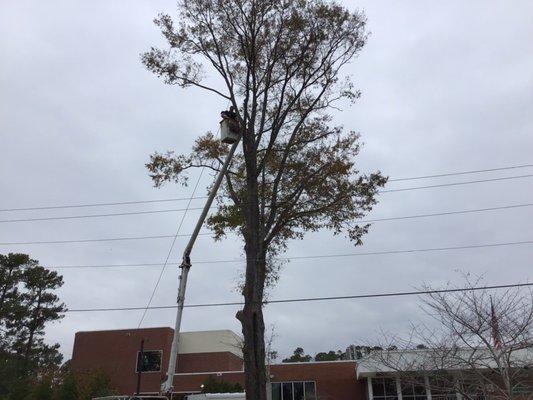 Commercial tree removal