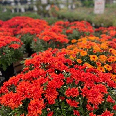 Vibrant colors of fall mums