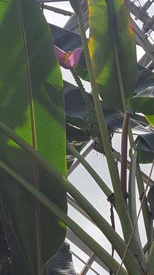 Banana blossom