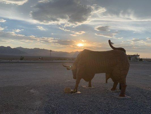 Lambert the bull.