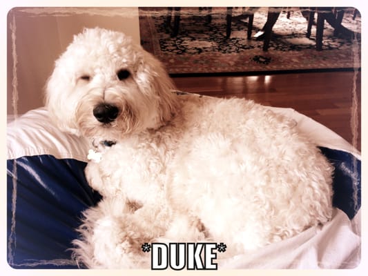 Duke!