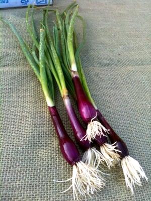 What you know about "Crimson Forest Onions?"