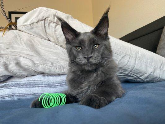 Taken at 20 weeks, playing peekaboo and pouncing under the pillow fort in bed.