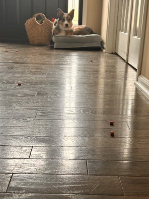 Finn practicing place with yummy treats strewn about and someone knocking on the window.