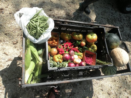 A U-Picker's wagon load after a once a week pick.