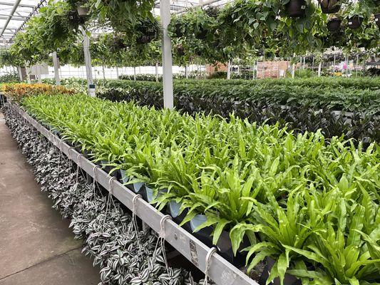 Large selection of foliage plants.