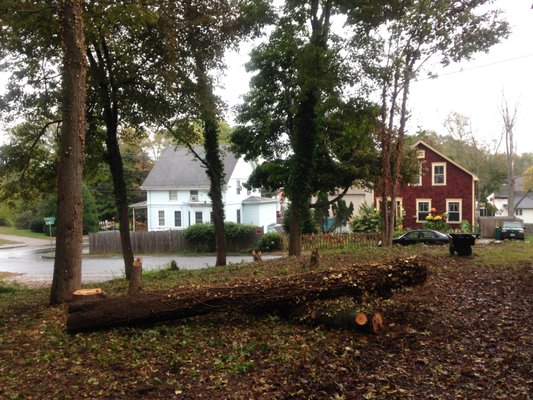 After felling, and before removal of logs.  (The smaller trees were my handiwork - not Zumalt's)