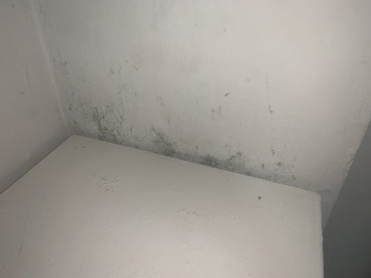 Mold everywhere.