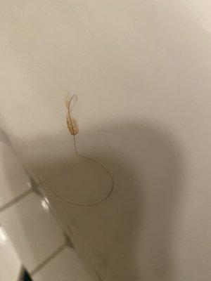 Booger with hair on tub