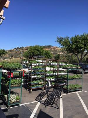 Veggie Plants