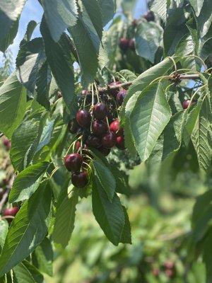 Bittner Singer Orchards