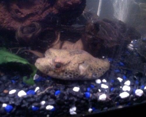 Freshwater Humpback Puffer picked up from Hung Ming