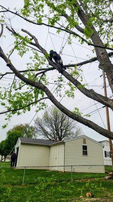 Setting up to remove a large limb over multiple power lines