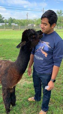 Indy the very friendly alpaca