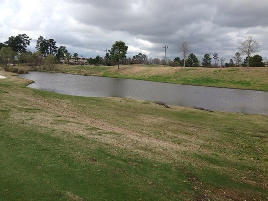 Gators on 9. They are all over the course.