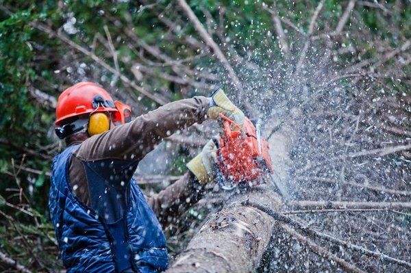 Emergency Tree Service