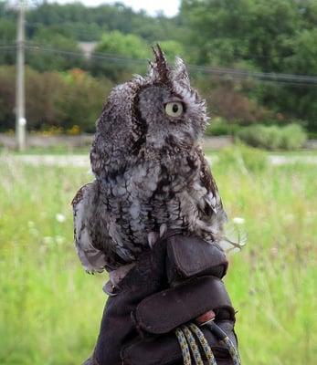 Screech Owl from Leslie Science Center