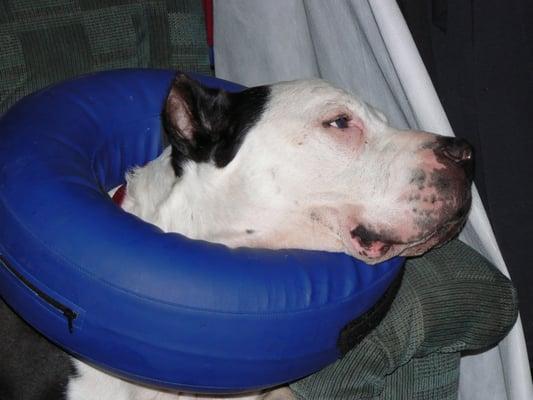 After surgery at Companion Care, Tyson is here enjoying his super comfy inflatable collar!