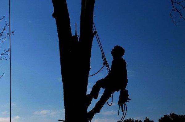 Arborist hanging on tree