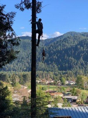 Incense cedar removal overlooking city of oakridge.