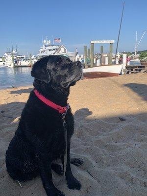 Loving life in Martha's Vineyard, my Black Dog